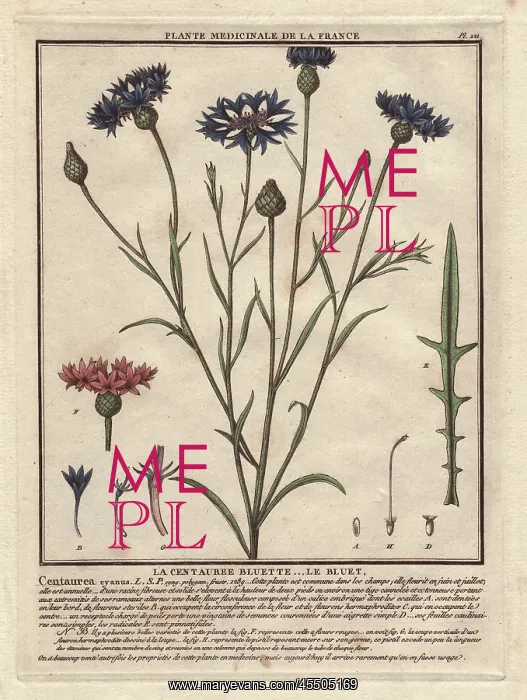  : Cornflower or bluet, Centaurea cyanus