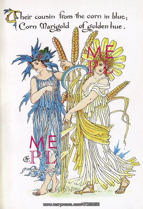 : Cornflower and Corn Marigold : Cornflower and Corn Marigold