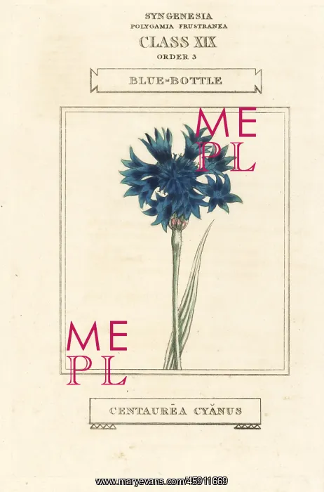 : Cornflower, Cyanus segetum : Cornflower, Cyanus segetum