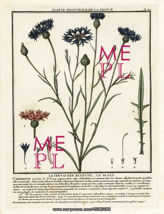 : Cornflower, Cyanus segetum : Cornflower, Cyanus segetum