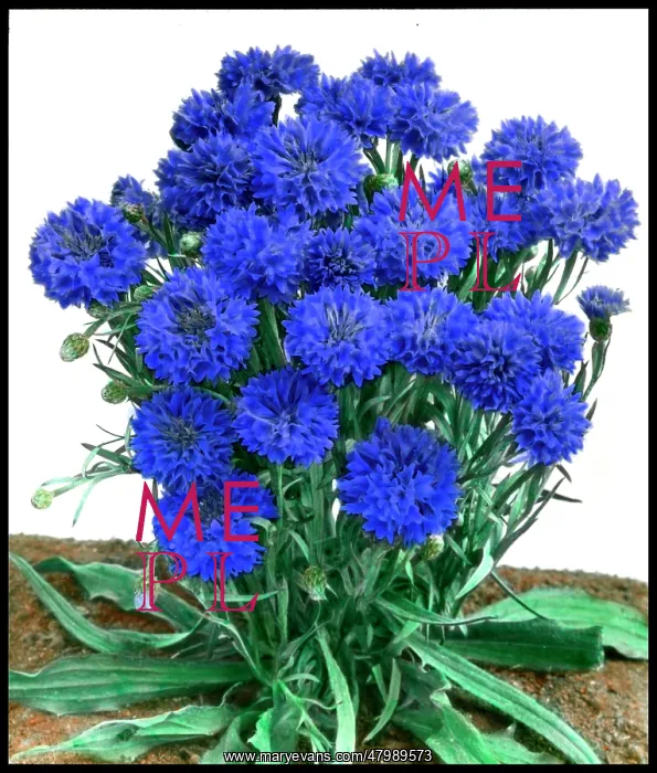: Cornflower (Dwarf) Jubilee Gem, Centaurea Cyanus : Cornflower (Dwarf) Jubilee Gem, Centaurea Cyanus