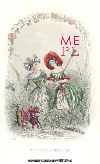 : Cornflower and poppy flower fairies : Cornflower and poppy flower fairies