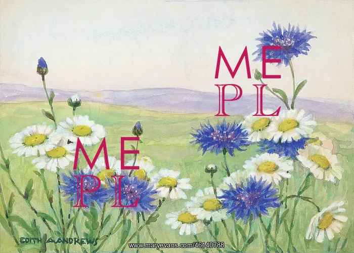 : Cornflowers and daisies - Gardens : Cornflowers and daisies - Gardens