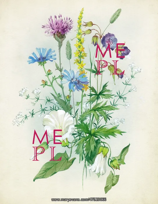 : Cornflowers, knapweed, convolvulus : Cornflowers, knapweed, convolvulus