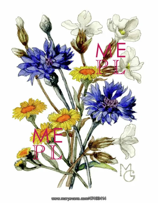  : Cornflowers and white campion