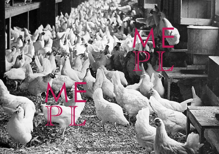  : Corning Egg Farm, Bound Brook, New Jersey, USA early 1900s
