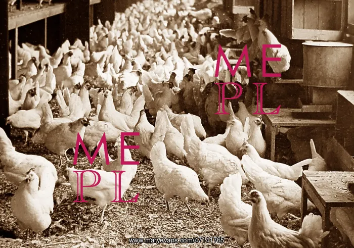  : Corning Egg Farm, Bound Brook, New Jersey, USA early 1900s