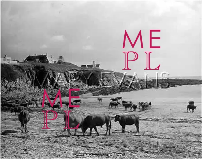 : CORNISH CATTLE : CORNISH CATTLE