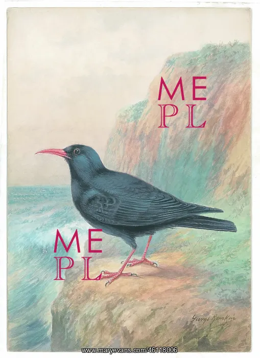  : Cornish Chough