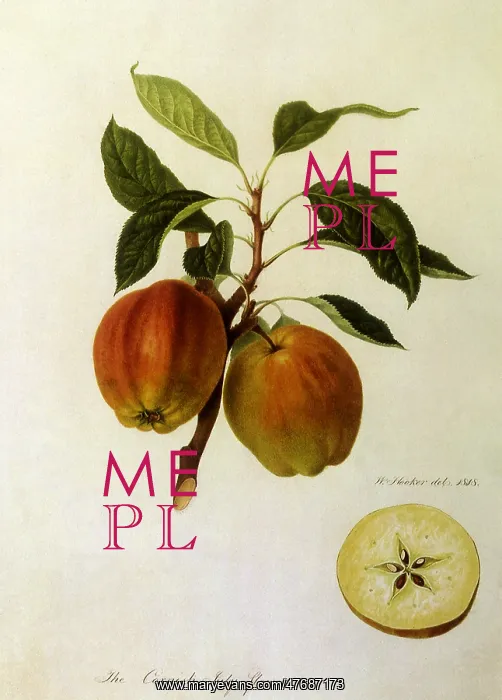 : Cornish July Flower Apples : Cornish July Flower Apples