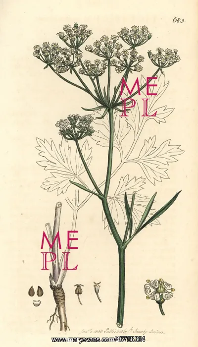 : Cornish lovage or licorice-root, Physospermum cornubiense : Cornish lovage or licorice-root, Physospermum cornubiense