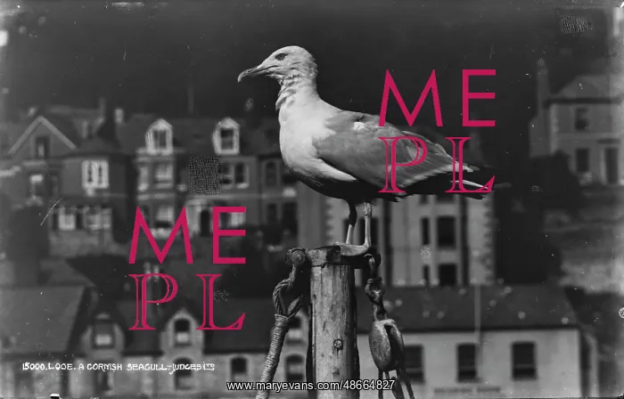 : A Cornish Seagull : A Cornish Seagull
