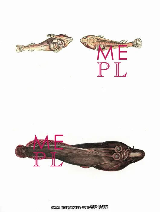 : Cornish Sucker and Doubly-Spotted Sucker : Cornish Sucker and Doubly-Spotted Sucker