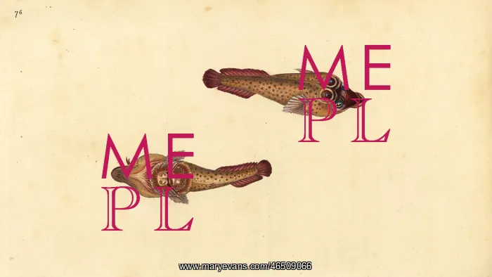 : Cornish sucker, Lepadogaster purpurea : Cornish sucker, Lepadogaster purpurea