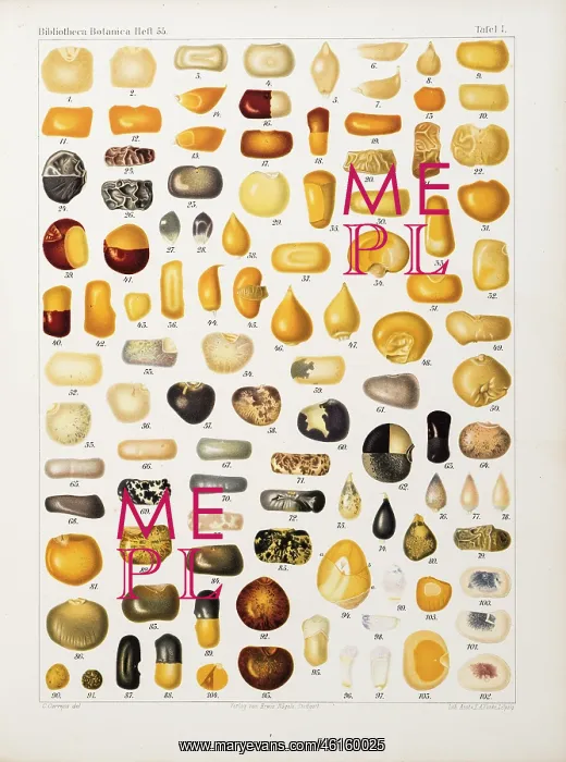 : Corns and grains at different stages of development : Corns and grains at different stages of development