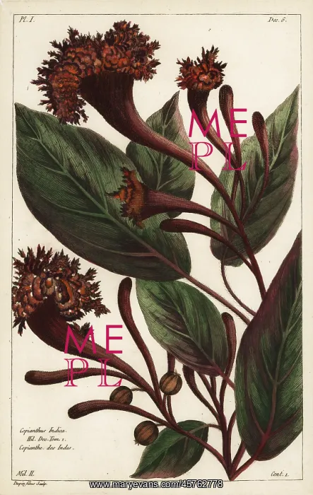: Cornucopian shrub, Copianthus indica : Cornucopian shrub, Copianthus indica