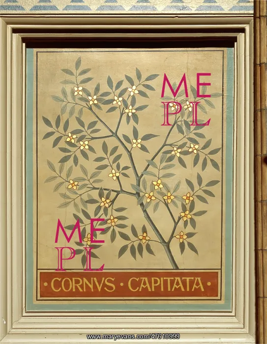 : Cornus capitata, dogwood : Cornus capitata, dogwood