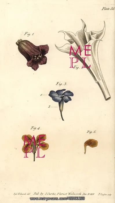 : Corolla examples: deadly nightshade, thorn : Corolla examples: deadly nightshade, thorn