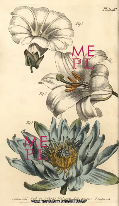  : Corolla examples: monopetalous bindweed, hexapetala