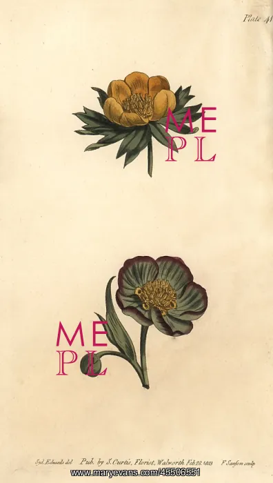 : Corolla of wolf's bane Eranthis hyemalis and : Corolla of wolf's bane Eranthis hyemalis and