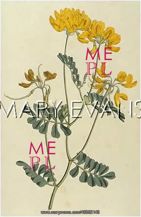  : CORONILLA VALENTINA