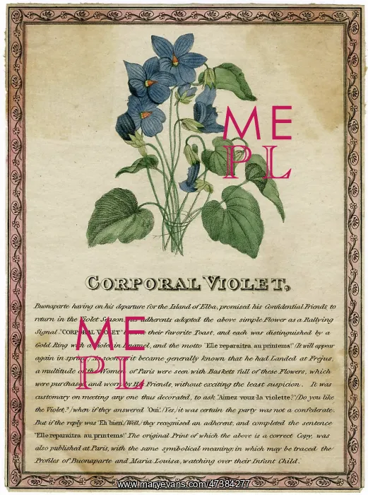 : CORPORAL VIOLET : CORPORAL VIOLET