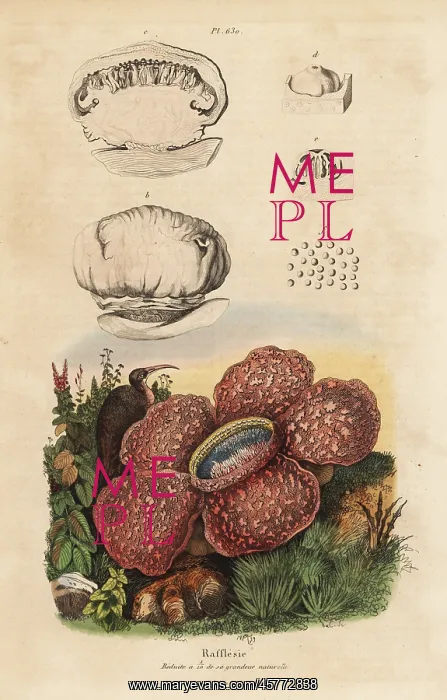 : Corpse lily, Rafflesia arnoldii : Corpse lily, Rafflesia arnoldii