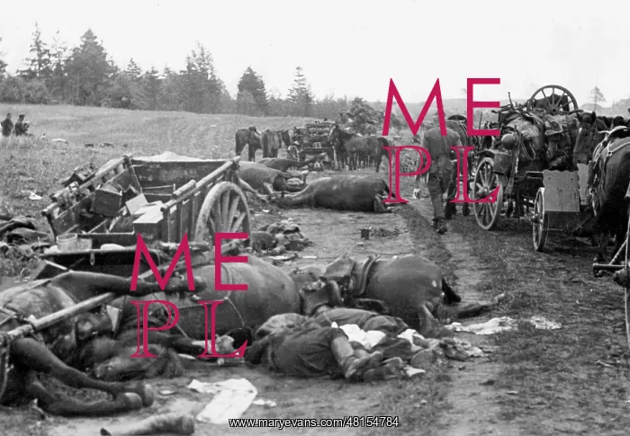 : Corpses and dead horses on the Eastern front, 1941 : Corpses and dead horses on the Eastern front, 1941