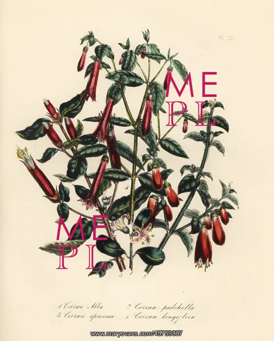 : Correa species : Correa species