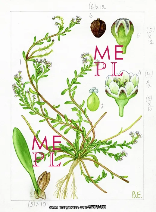 : Corrigiola littoralis - strapwort : Corrigiola littoralis - strapwort