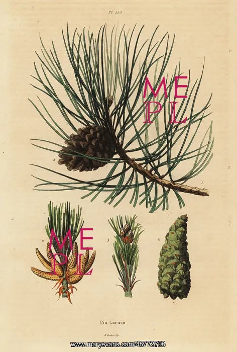 : Corsican pine tree, Pinus nigra subsp. laricio : Corsican pine tree, Pinus nigra subsp. laricio