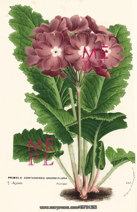 : Cortusa primrose, Primula cortusoides : Cortusa primrose, Primula cortusoides