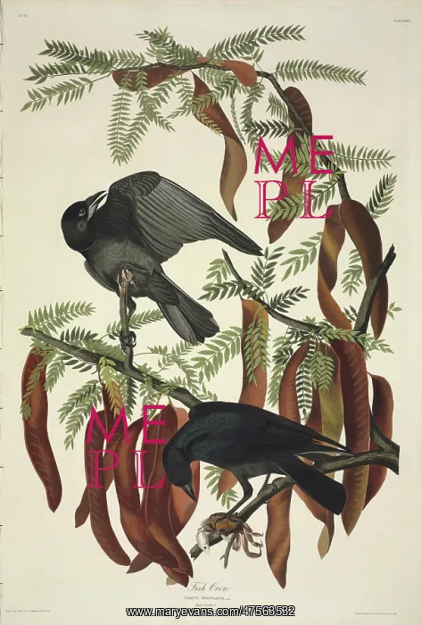 : Coruvs ossifragus, fish crow : Coruvs ossifragus, fish crow