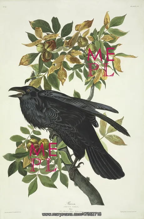 : Corvus corax, common raven : Corvus corax, common raven