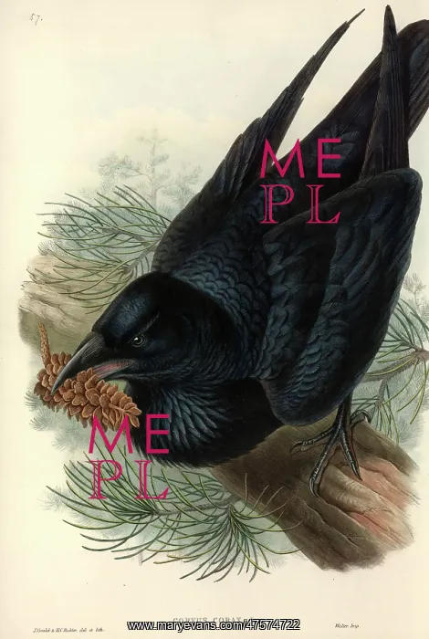 : Corvus corax, common raven : Corvus corax, common raven