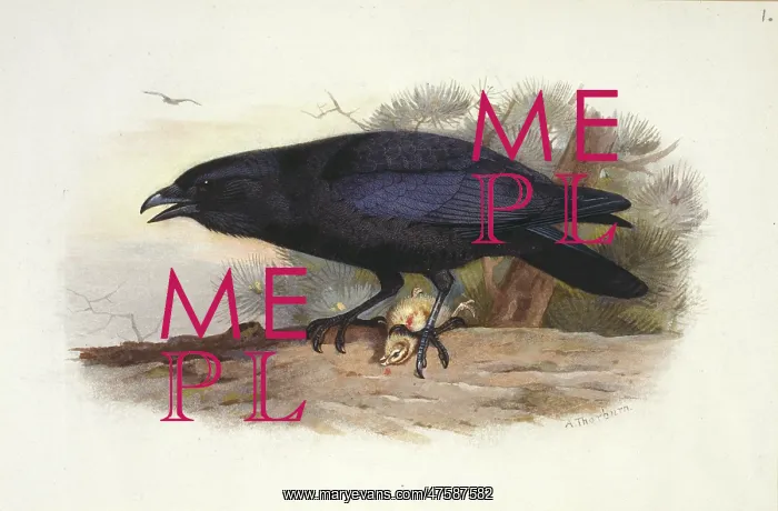 : Corvus corax, northern raven : Corvus corax, northern raven