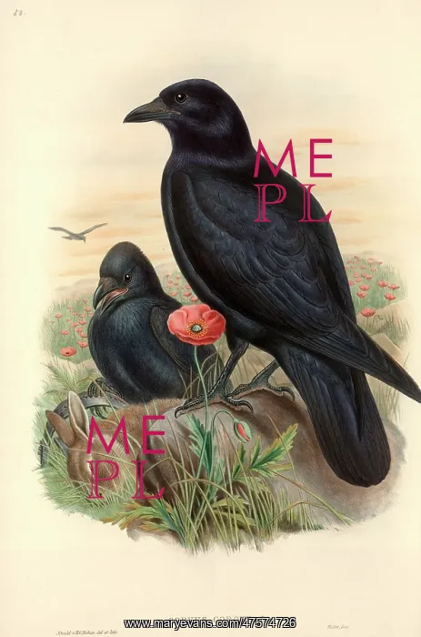: Corvus corone, carrion crow : Corvus corone, carrion crow