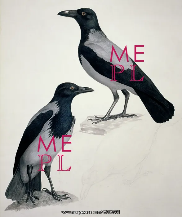 : Corvus corone cornix, hooded (carrion) crow : Corvus corone cornix, hooded (carrion) crow