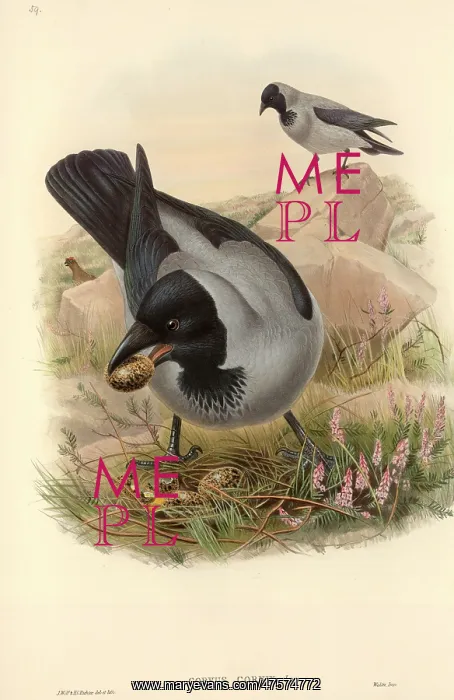 : Corvus corone cornix, hooded crow : Corvus corone cornix, hooded crow