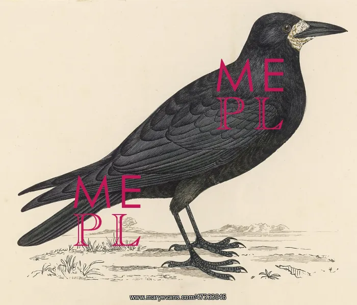  : ROOK. (Corvus frugilegus)