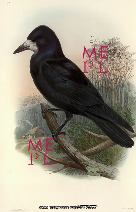 : Corvus frugilegus, rook : Corvus frugilegus, rook