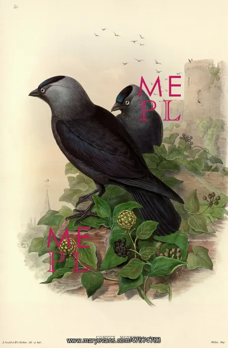 : Corvus monedula, Eurasian jackdaw : Corvus monedula, Eurasian jackdaw