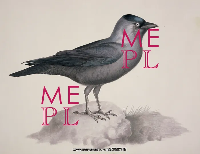 : Corvus monedula, Eurasian jackdaw : Corvus monedula, Eurasian jackdaw