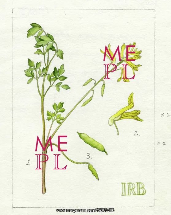 : Corydalis lutea - yellow fumitory : Corydalis lutea - yellow fumitory