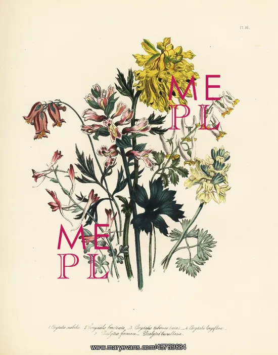 : Corydalis species : Corydalis species