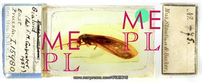 : Corydasialis inexpectatus : Corydasialis inexpectatus