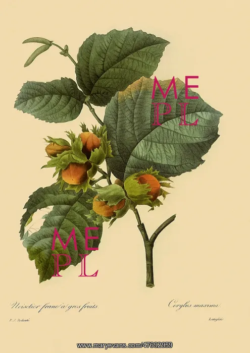  : Corylus avellana
