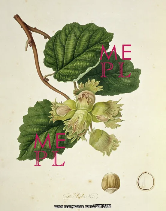 : Corylus avellana, cob nut : Corylus avellana, cob nut