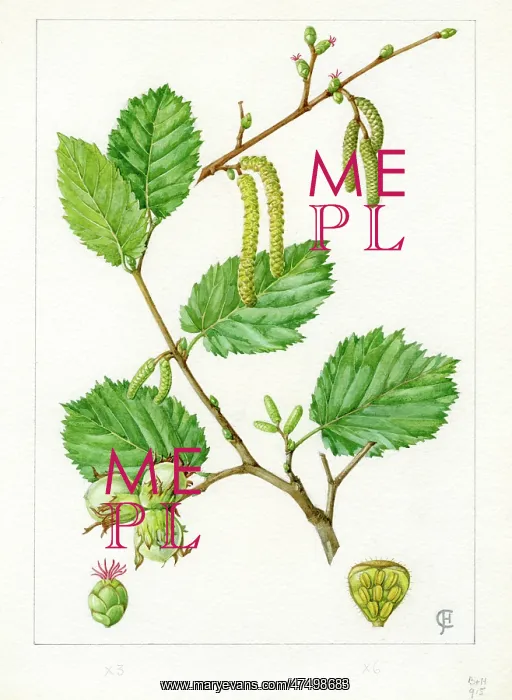 : Corylus avellana - common hazel : Corylus avellana - common hazel