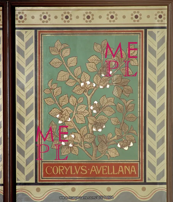 : Corylus avellana, hazel : Corylus avellana, hazel
